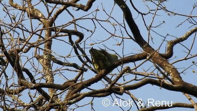 Wedge-tailed Green-Pigeon - ML201974431