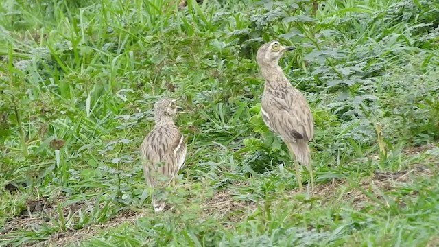 Indian Thick-knee - ML201974471