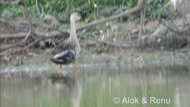 Indian Spot-billed Duck - ML201974531