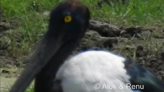 Black-necked Stork - ML201974541