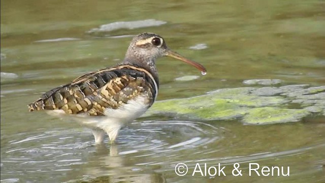 Greater Painted-Snipe - ML201974581