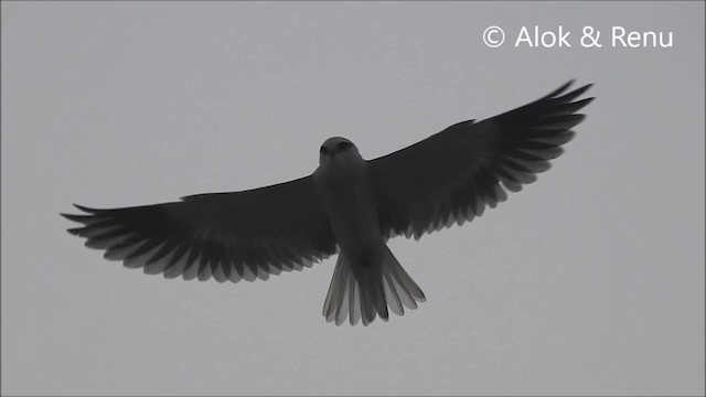 Black-winged Kite (Asian) - ML201974691