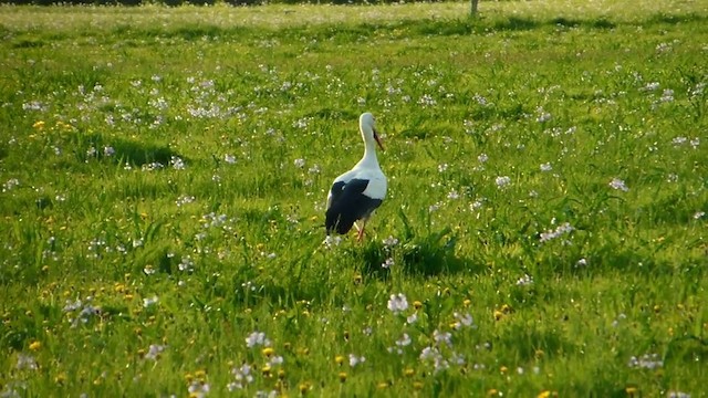 White Stork - ML201974711