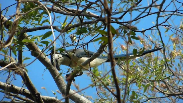 White-throated Magpie-Jay - ML201974951
