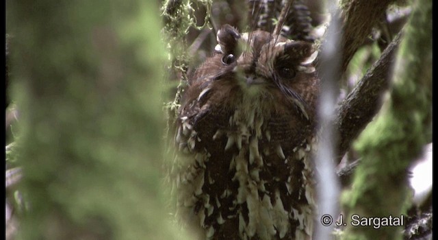Feline Owlet-nightjar - ML201974971