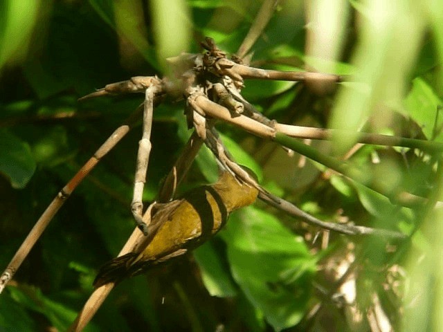 Video Bamboo Woodpecker Gecinulus Viridis Birds Of The World
