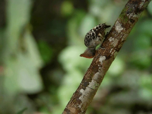 datlovec krátkoocasý (ssp. sordidus) - ML201975031