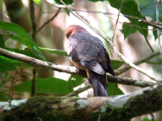 Little Cuckoo-Dove - ML201975071