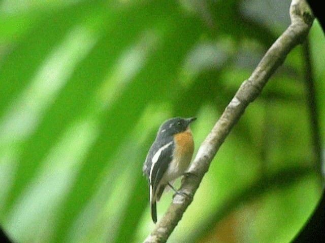Rufous-chested Flycatcher - ML201975121