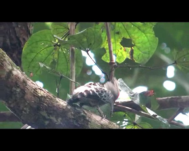 Gray-and-buff Woodpecker (Gray-and-buff) - ML201975131
