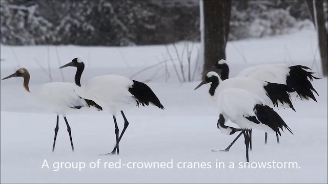 Red-crowned Crane - ML201975141