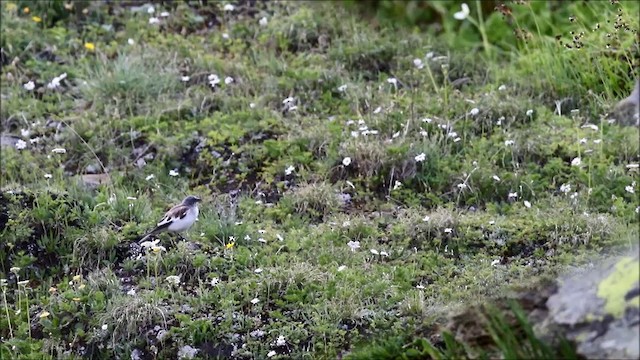 White-winged Snowfinch - ML201975191