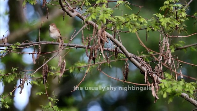 Common Nightingale - ML201975221