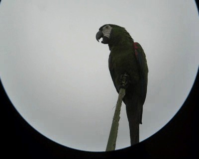 Chestnut-fronted Macaw - ML201975391