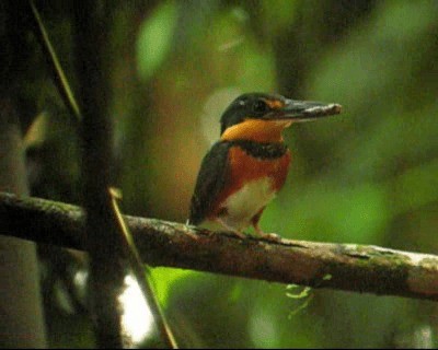 American Pygmy Kingfisher - ML201975421