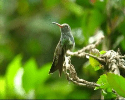 kolibřík zrcadlový - ML201975711