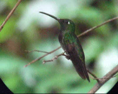 Violet-chested Hummingbird - ML201975771