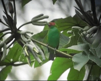 Bay-headed Tanager (Bay-and-green) - ML201975781