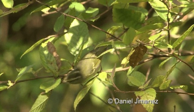 Chinese Leaf Warbler - ML201975971