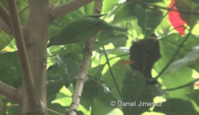 Orange-bellied Leafbird (Orange-bellied) - ML201976071
