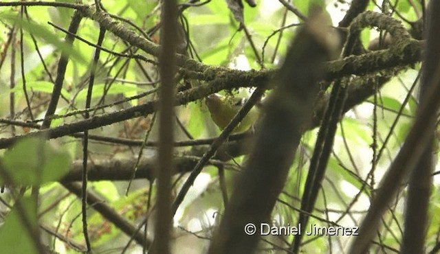 Black-eared Shrike-Babbler - ML201976131