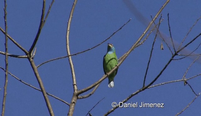 Blue-throated Barbet (Blue-crowned) - ML201976351