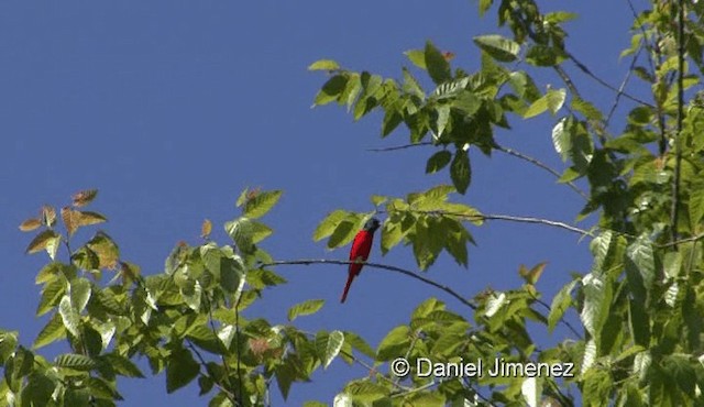 長尾山椒鳥 Ebird