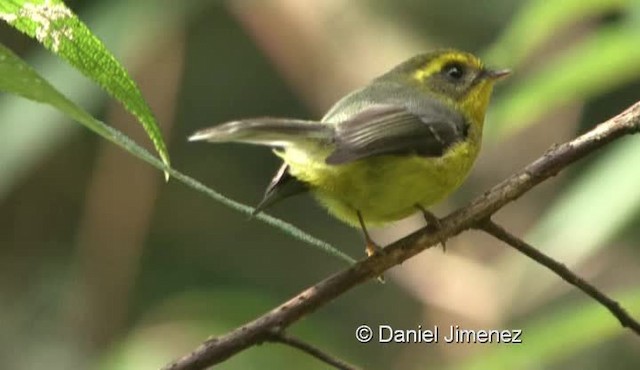 Yellow-bellied Fairy-Fantail - ML201976611