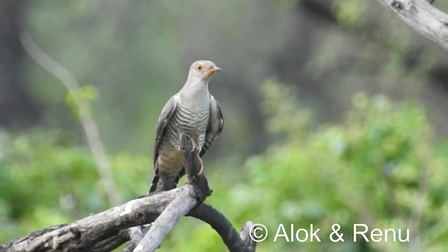 Common Cuckoo - ML201976671