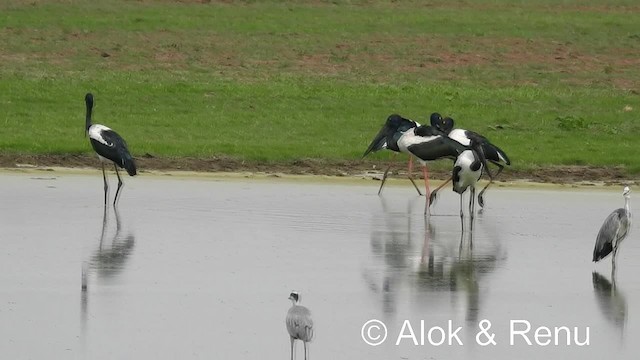 Black-necked Stork - ML201976691