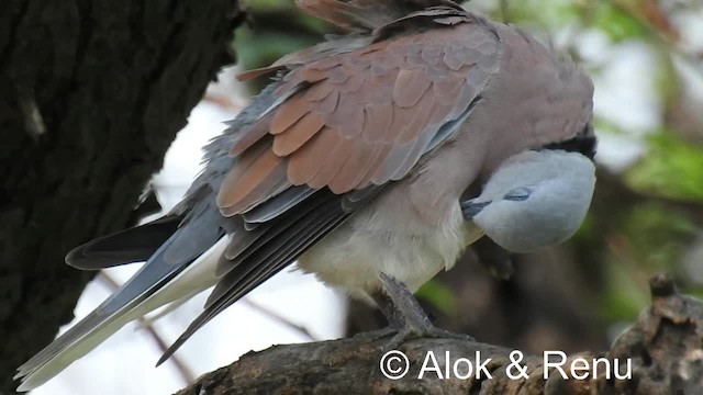 Red Collared-Dove - ML201976711