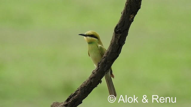 Asian Green Bee-eater - ML201976721