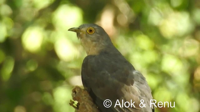 Common Hawk-Cuckoo - ML201976761