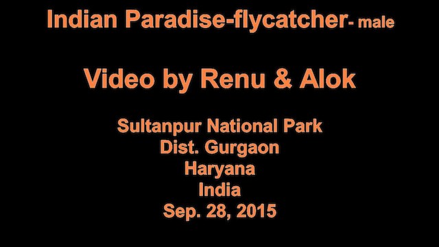 Indian Paradise-Flycatcher - ML201976841