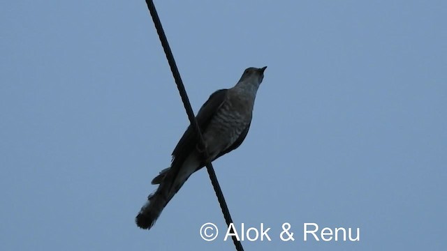 Common Hawk-Cuckoo - ML201976911