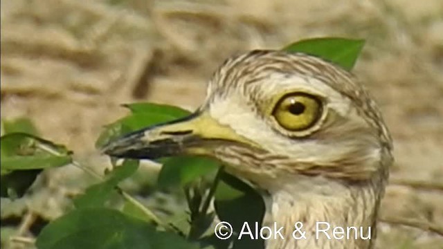 Indian Thick-knee - ML201976971