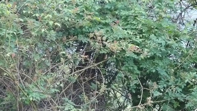 Sichuan Bush Warbler - ML201977041