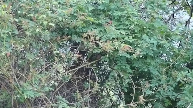 Sichuan Bush Warbler - ML201977051