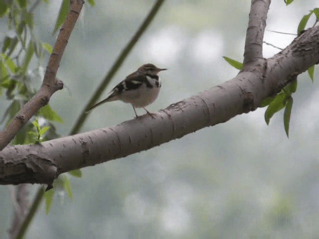 Forest Wagtail - ML201977151
