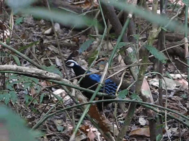 Palawan Peacock-Pheasant - ML201977211