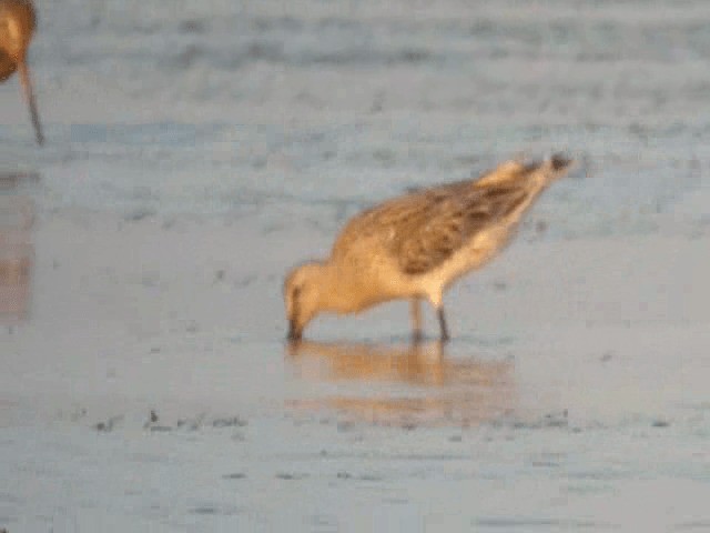 Asian Dowitcher - ML201977341