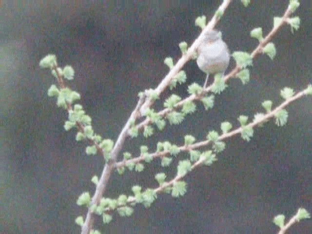 Chinese Leaf Warbler - ML201977601