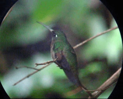 Violet-chested Hummingbird - ML201977831