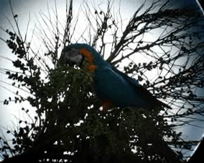 Blue-and-yellow Macaw - ML201977871
