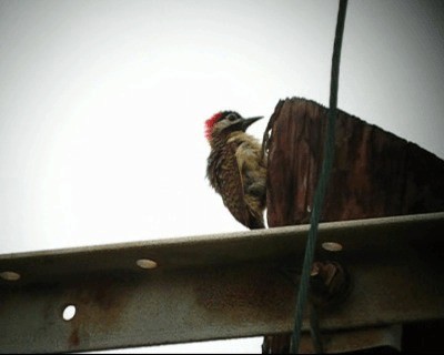 Spot-breasted Woodpecker - ML201977931