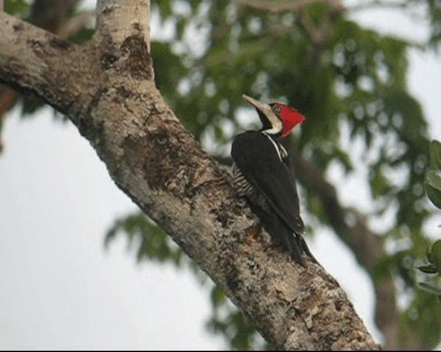 Crimson-crested Woodpecker - ML201978361