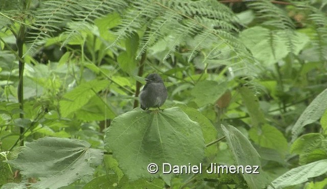  - Dusky-blue Flycatcher