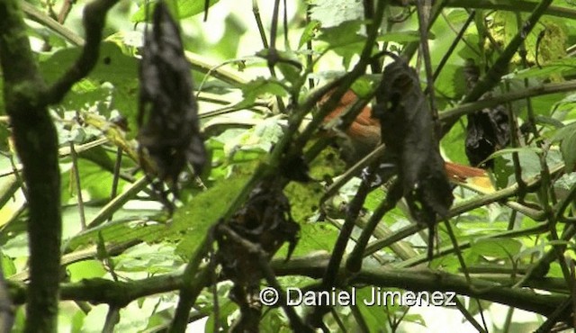 Black-faced Rufous-Warbler - ML201978571
