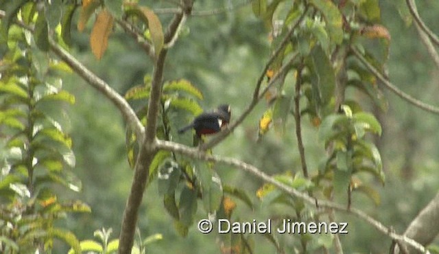 Double-toothed Barbet - ML201978721