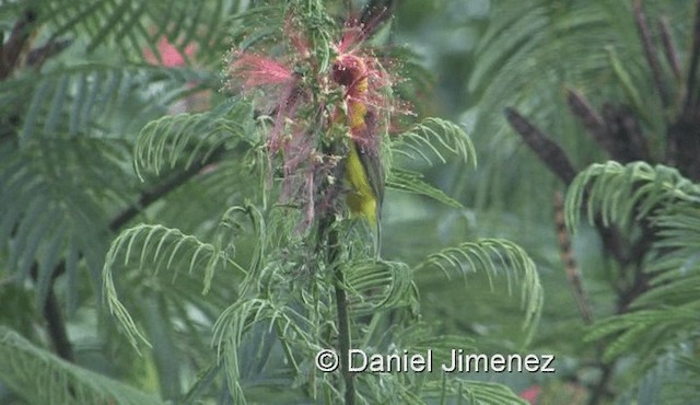  - Black-necked Weaver